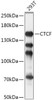 Epigenetics and Nuclear Signaling Antibodies 1 Anti-CTCF Antibody CAB13272