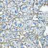 Cell Biology Antibodies 3 Anti-ASGR1 Antibody CAB13279