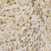 Cell Death Antibodies 1 Anti-Bak Antibody CAB13281