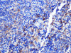 Cell Biology Antibodies 3 Anti-CD68 Antibody CAB13286