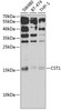 Cell Biology Antibodies 3 Anti-CST1 Antibody CAB13290