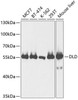 Cell Biology Antibodies 3 Anti-DLD Antibody CAB13296