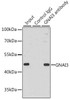 KO Validated Antibodies 1 Anti-GNAI3 Antibody CAB13307KO Validated