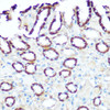 Cell Biology Antibodies 3 Anti-NDUFV1 Antibody CAB13333