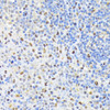 Epigenetics and Nuclear Signaling Antibodies 1 Anti-PCNA Antibody CAB13336