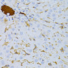 Cell Biology Antibodies 3 Anti-TAPBP Antibody CAB13357