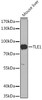 Epigenetics and Nuclear Signaling Antibodies 1 Anti-TLE1 Antibody CAB13360