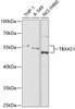 Metabolism Antibodies 1 Anti-TBXAS1 Antibody CAB13362