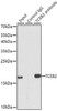 Immunology Antibodies 1 Anti-TCEB2 Antibody CAB13363