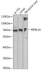 Cell Biology Antibodies 3 Anti-PIP5K1A Antibody CAB13374