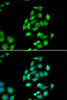 Metabolism Antibodies 1 Anti-NFS1 Antibody CAB13385