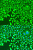 Developmental Biology Anti-pum1 Antibody CAB13389