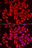 Signal Transduction Antibodies 1 Anti-DCAF7 Antibody CAB13392