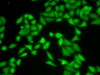 Cell Death Antibodies 1 Anti-GNB2L1 Antibody CAB13393
