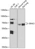 Immunology Antibodies 1 Anti-IRAK3 Antibody CAB13402