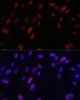 Cell Biology Antibodies 3 Anti-ZNF346 Antibody CAB13406