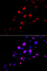 Epigenetics and Nuclear Signaling Antibodies 1 Anti-Rad18 Antibody CAB13434