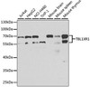 Epigenetics and Nuclear Signaling Antibodies 1 Anti-TBL1XR1 Antibody CAB13438