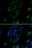 Cell Biology Antibodies 4 Anti-BOC Antibody CAB13446