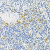 Cell Biology Antibodies 16 Anti-MLKL Antibody CAB13452