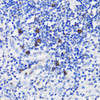 Cell Biology Antibodies 4 Anti-TET3 Antibody CAB13453