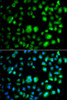 Cell Biology Antibodies 4 Anti-TET3 Antibody CAB13453