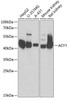 Cell Biology Antibodies 4 Anti-ACY1 Antibody CAB13458