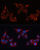 Cell Death Antibodies 1 Anti-HO-1 Antibody CAB1346