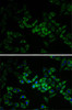 Cell Biology Antibodies 4 Anti-AK1 Antibody CAB13460