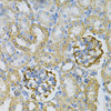 Cell Biology Antibodies 4 Anti-AK1 Antibody CAB13460