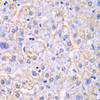 Metabolism Antibodies 1 Anti-EHHADH Antibody CAB13488