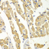 Cell Biology Antibodies 4 Anti-HNMT Antibody CAB13499