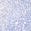 Cell Biology Antibodies 4 Anti-CD44 Antibody CAB1351