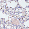 Cell Biology Antibodies 4 Anti-LYZ Antibody CAB13511