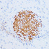 Developmental Biology Anti-NOTCH3 Antibody CAB13522