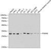 Cell Biology Antibodies 4 Anti-PSMA6 Antibody CAB13536