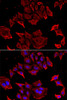 Cell Biology Antibodies 4 Anti-TCAP Antibody CAB13566