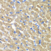 Cell Biology Antibodies 4 Anti-FIBP Antibody CAB13572