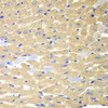 Cell Biology Antibodies 4 Anti-RPH3A Antibody CAB13584