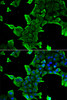 Cell Biology Antibodies 4 Anti-NCS1 Antibody CAB13586
