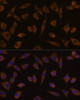 Cell Biology Antibodies 4 Anti-UGT1A1 Antibody CAB1359