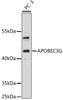 Immunology Antibodies 1 Anti-APOBEC3G Antibody CAB13598