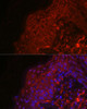 Cell Biology Antibodies 4 Anti-EGF Antibody CAB13615