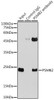 Immunology Antibodies 1 Anti-PSMB2 Antibody CAB13630