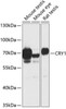 Cell Biology Antibodies 4 Anti-CRY1 Antibody CAB13662