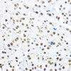 Epigenetics and Nuclear Signaling Antibodies 1 Anti-NR5A2 Antibody CAB13688