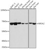 Epigenetics and Nuclear Signaling Antibodies 1 Anti-NR5A2 Antibody CAB13688