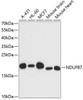 Cell Biology Antibodies 4 Anti-NDUFB7 Antibody CAB13693