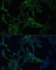 Immunology Antibodies 1 Anti-CAMLG Antibody CAB13720