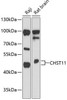 Metabolism Antibodies 1 Anti-CHST11 Antibody CAB13734